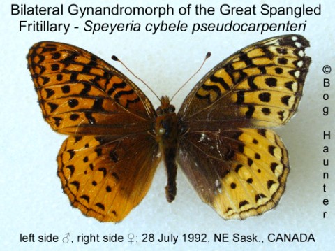 Speyeria cybele pseudocarpenteri bilaterial gynandromorph (Internet Image property of respective owner, non-commercial use only)